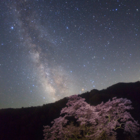 銀河の駒つなぎの桜