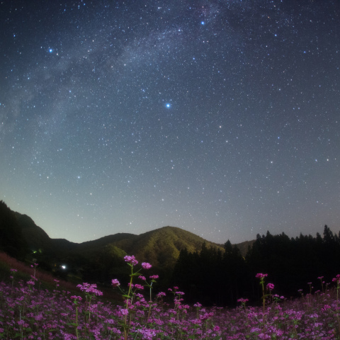 銀河の赤ソバ畑(阿智村 鬼ケ窪)