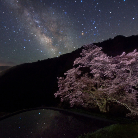 天の川の駒つなぎの桜