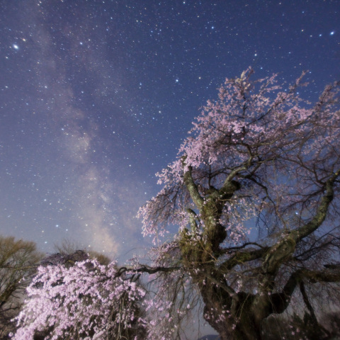 天の川の高森観音堂桜