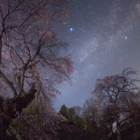 銀河の高森観音堂枝垂れ桜