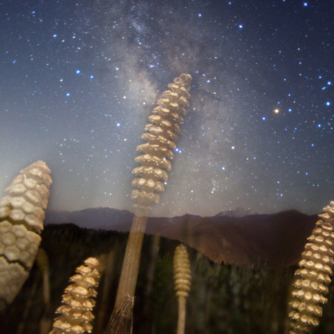 土筆胞子銀河と成る