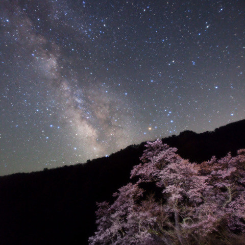 銀河と成る駒桜の精