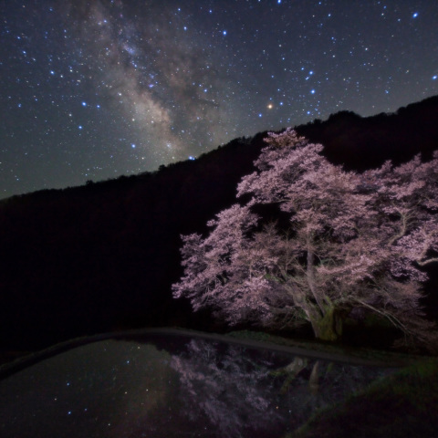 水鏡駒桜ノ銀河