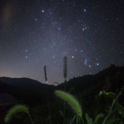 銀河のねこじゃらし(エノコログサ)