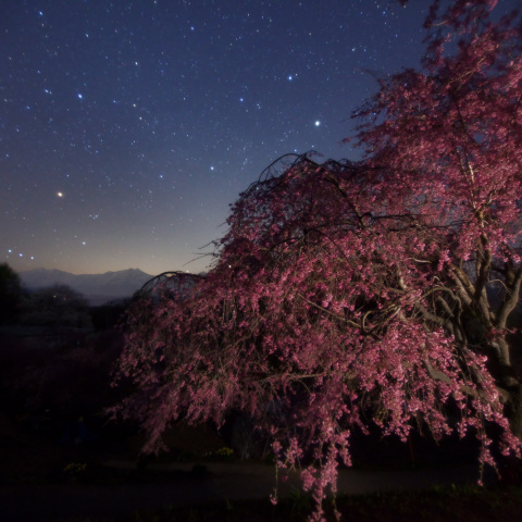 番所の桜沈むオリオン