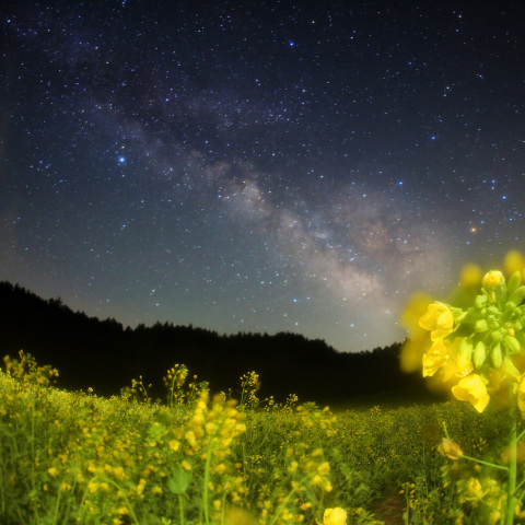 銀河ノ菜の花高原