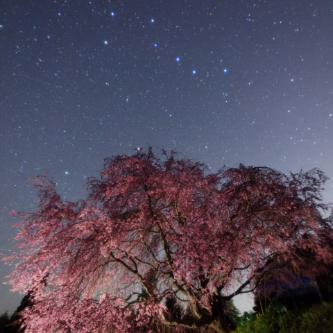 北斗之番所の桜