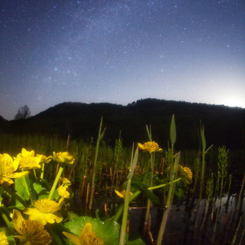 銀河の居谷里湿原リュウキンカ