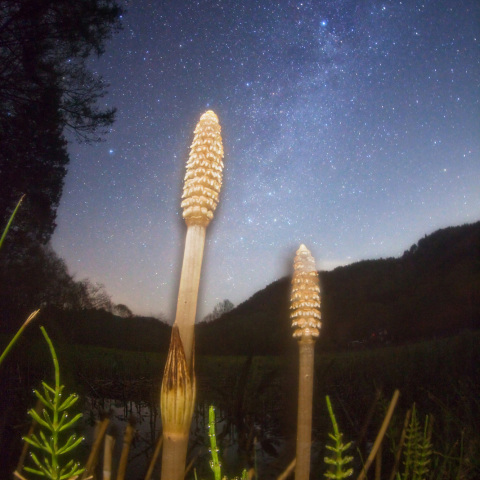 銀河の土筆オベリクス