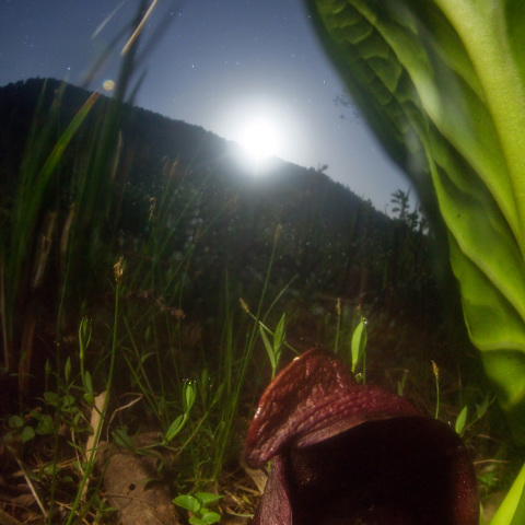 月の出之座禅草