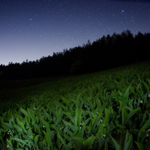 星空の入笠スズラン