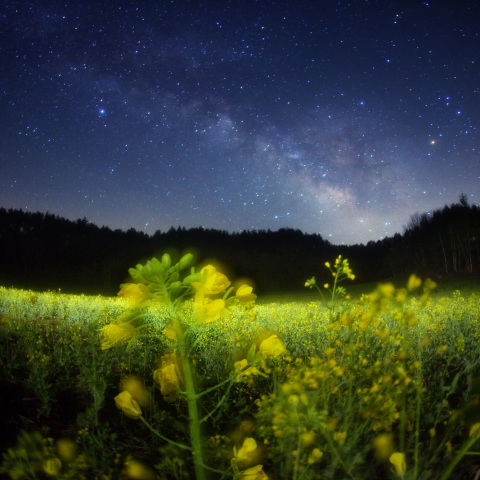 夢見る菜の花銀河