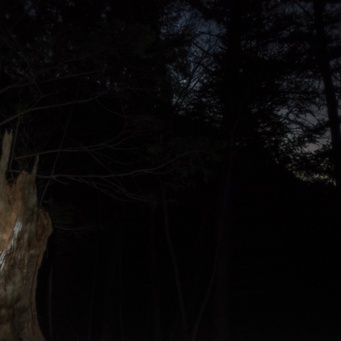 オリオン座の帚木（ははきぎ）　阿智園原