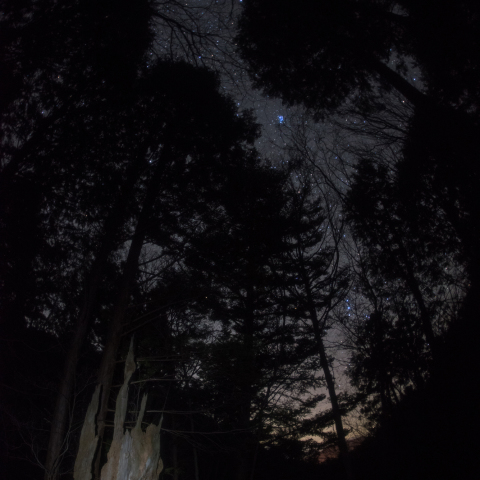 天空の冬星座と帚木(ははきぎ) 阿智村園原