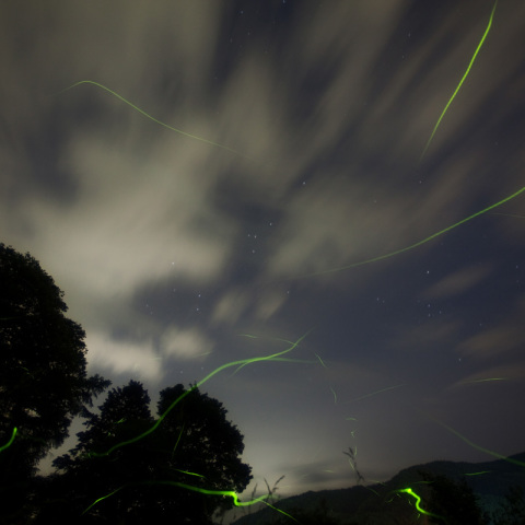 星乞いの舞い蛍