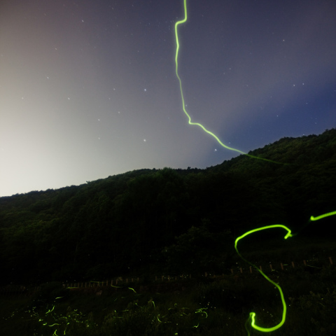 雷神の星舞い蛍