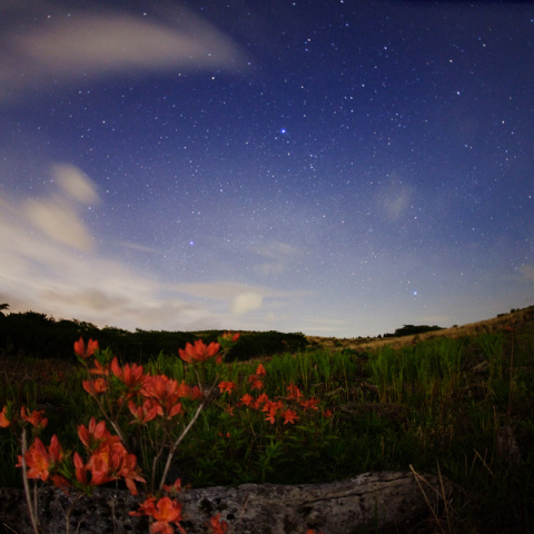 高原ツツジの夏銀河