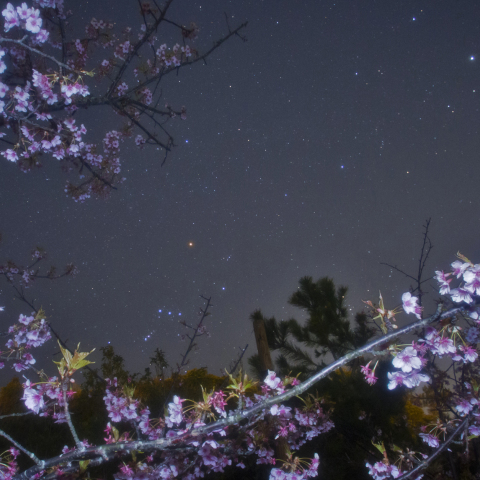 御前崎オリオン座と桜