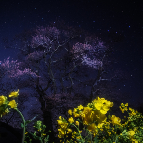ひょうたん桜と菜の花の北斗七星
