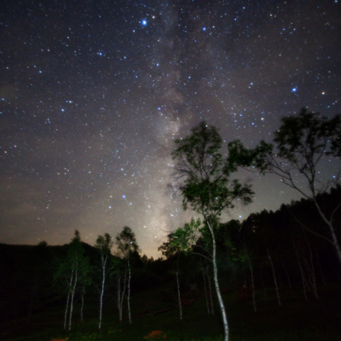 ツツジ白樺の天の川