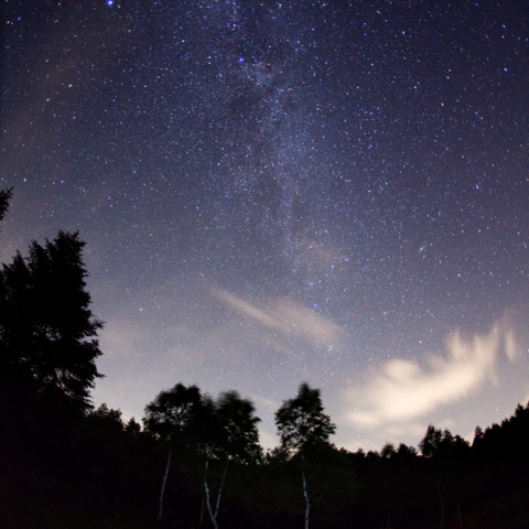 白樺ツツジの銀河