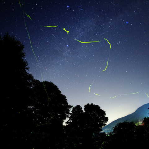 銀河織姫&彦星の蛍舞