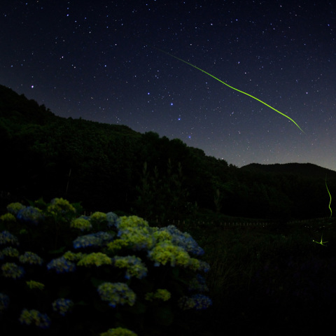 星空紫陽花と蛍
