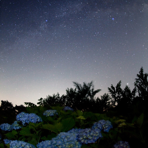 天の川の紫陽花