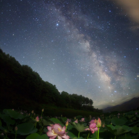 天の川の古代蓮
