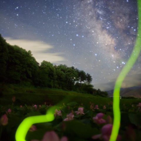 銀河の蓮蛍
