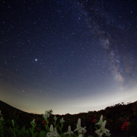 夏銀河のコバイケイソウ