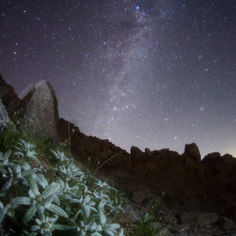 銀河の姫薄雪草