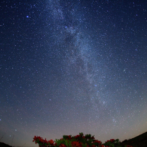 アンドロメダの銀河ツツジ