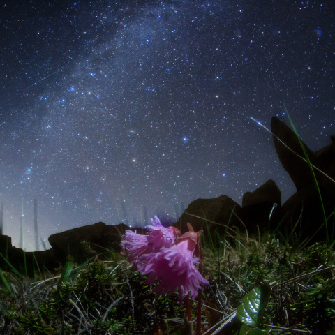 銀河のイワカガミと流星