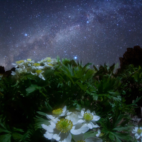 銀河のハクサンイチゲ