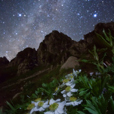 銀河宝剣岳に咲く白山一華