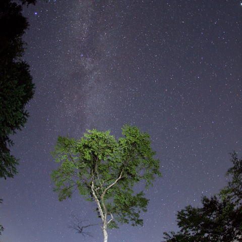 白樺吐息の銀河