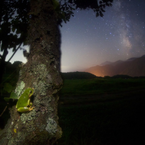 天の川見るアマガエル