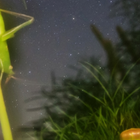 ペルセウス座流星のツユムシ