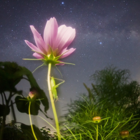 銀河を奏でるツユムシ