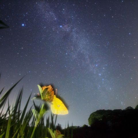銀河の夢見るモンキチョウ