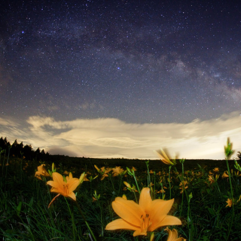 天の川のニッコウキスゲ