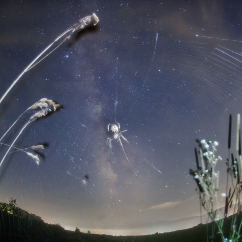 銀河を食らう鬼蜘蛛