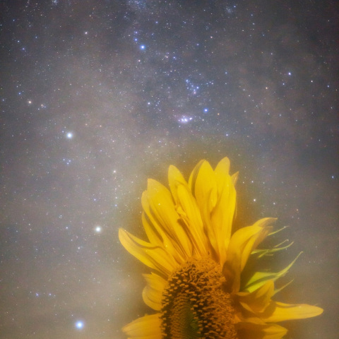 ヒマワリのM8_M20