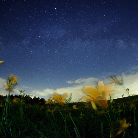 銀河キスゲの心象