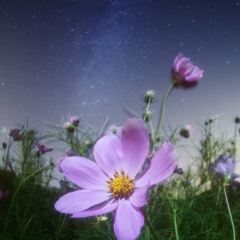 COSMOSのハナグモ