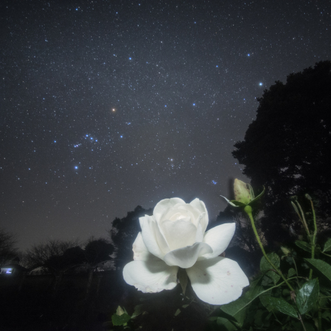 白バラとオリオン座（品種名:白雪姫）
