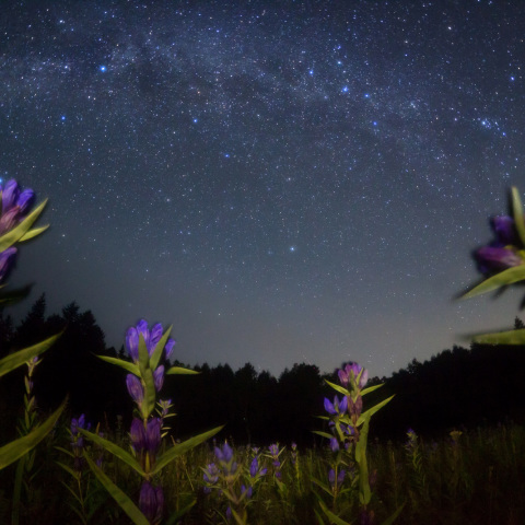 銀河鉄道に咲くリンドウ