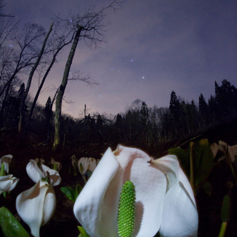 ぎょしゃ座の水芭蕉